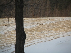 deer herd